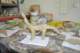 dsc_0379_small.jpg